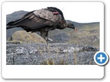 C�ndor de los Andes,Vultur gryphus